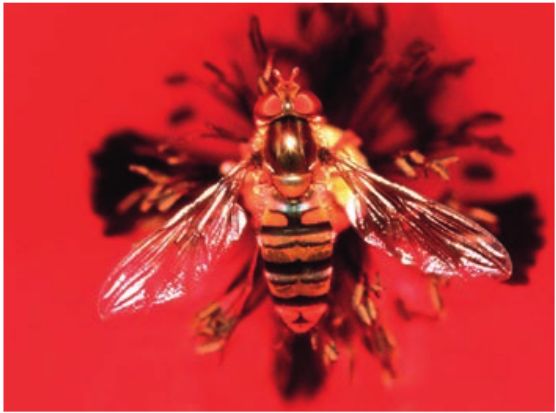 Radiance from poppy spilling over onto or into insect